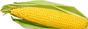 Corn PNG image-5285